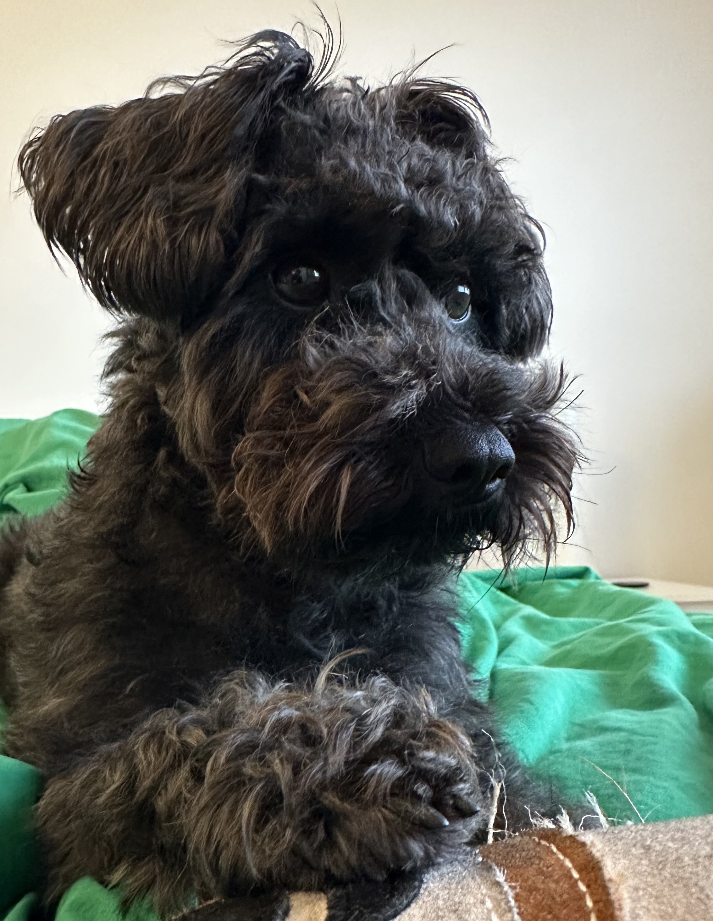 Ada, a schnoodle, proudly surveying her kingdom.